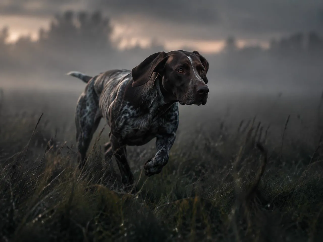 Working dog running through a misty outdoor setting
